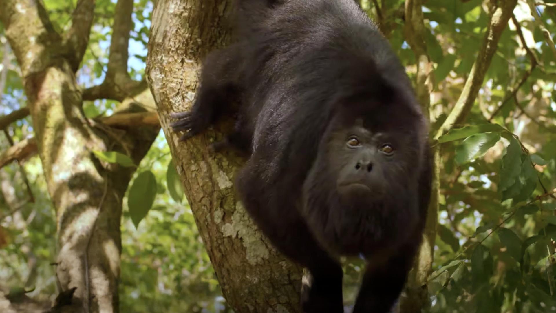Adult-Spider-Monkey-in-tree