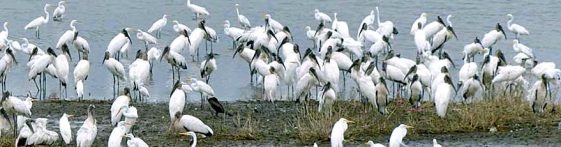 lagoon_birdz