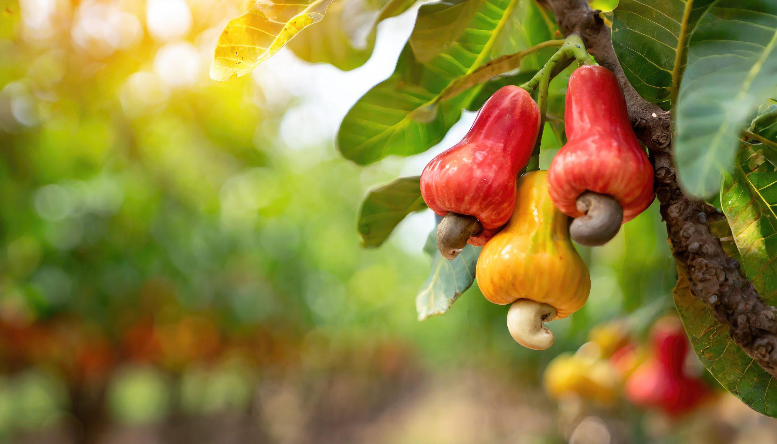 tree-with-bunch-fruits-that-says-pomegranate